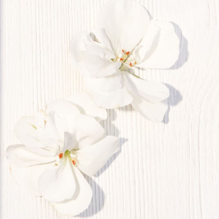 Geranium Bourbon Heart Madagascar