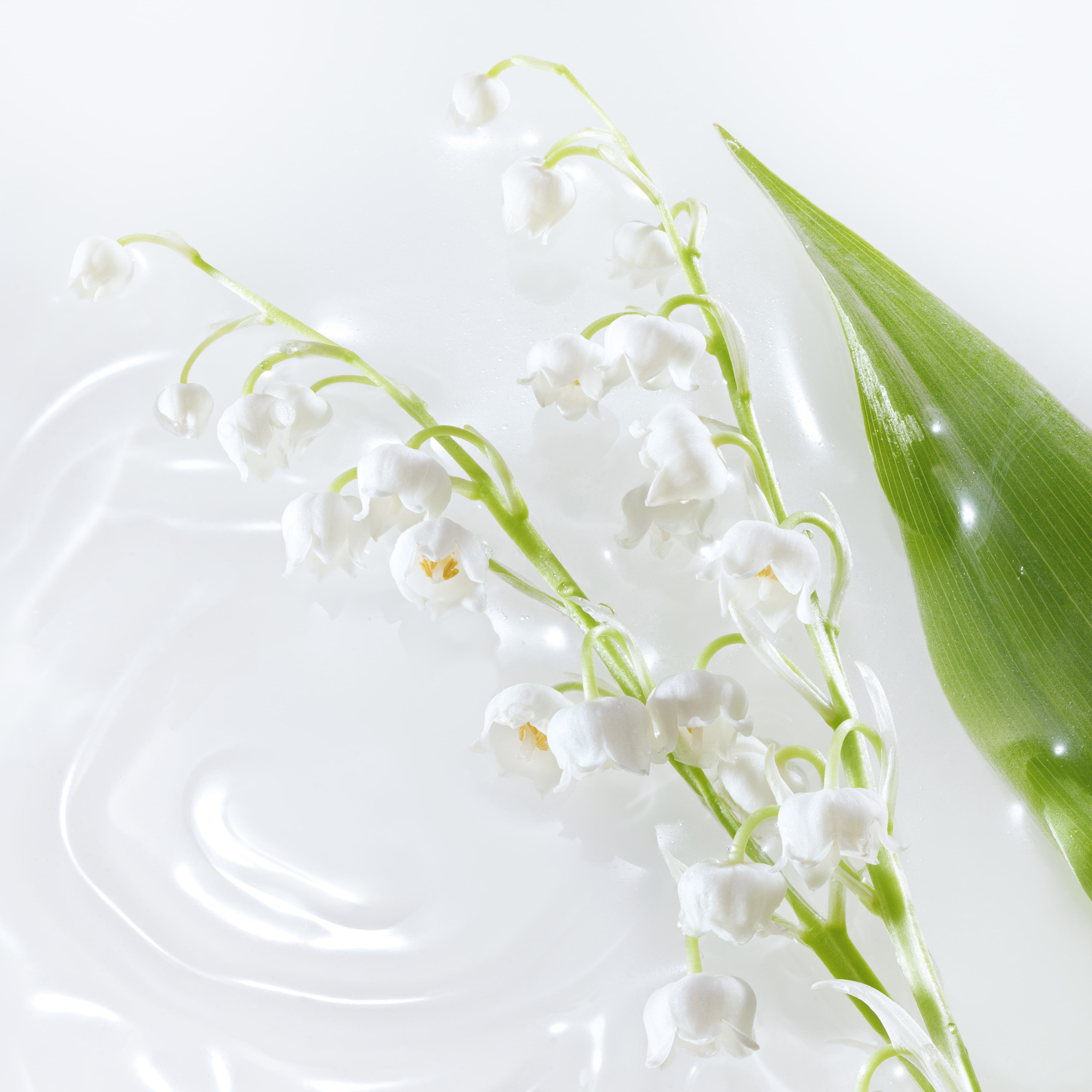 LILY OF THE VALLEY ACCORD