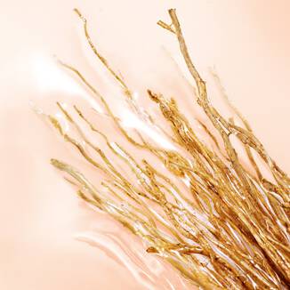 Vetiver