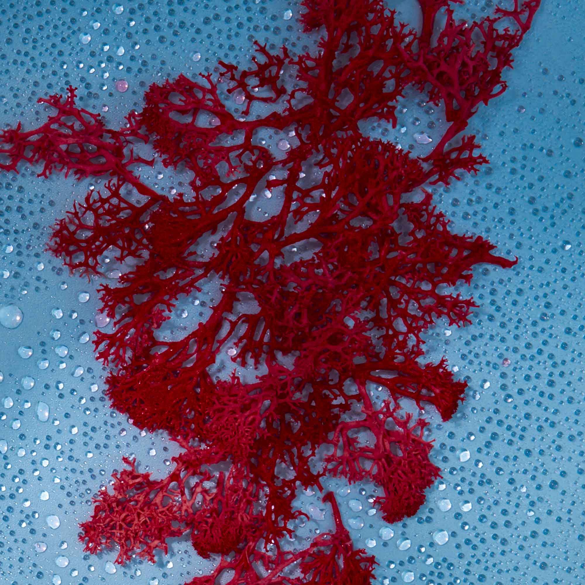 Ingredient Image