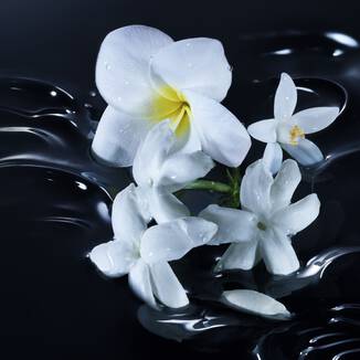 WHITE FLOWER BOUQUET